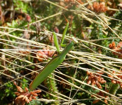 Mantis religiosa