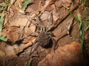 Vía verde de la Sierra Norte de Sevilla( otoño 2012)