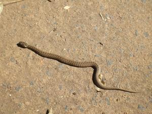 Vía verde de la Sierra Norte de Sevilla( otoño 2012)