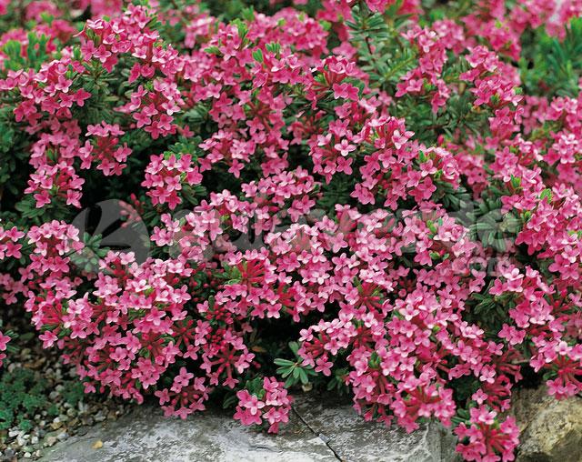 Elegir plantas para jardines de rocalla