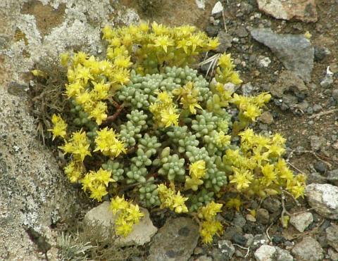 Elegir plantas para jardines de rocalla