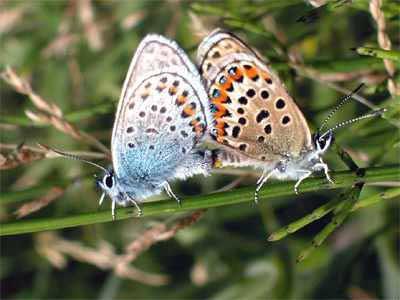 Las mariposas de la Doñana menos conocida