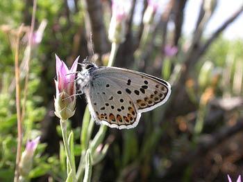 Las mariposas de la Doñana menos conocida