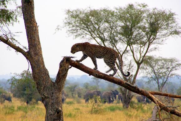 Leopardo en el Queen Elisabeth Park (Uganda)