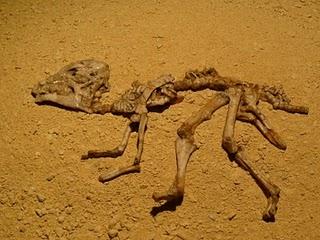 Un Tesoro en Alcobendas (III)