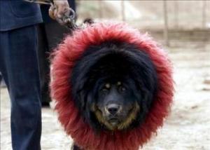 El seísmo de abril amenaza el futuro del Mastín Tibetano, raza canina muy apreciada en Asia