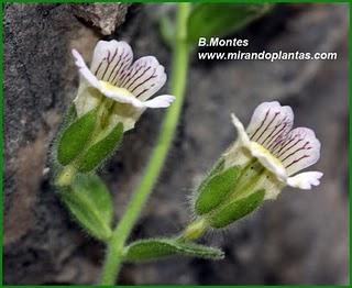 Chaenorhinum villosum subsp granatense (Willk.) Valdés Chaenorhinum villosum subsp granatense (Willk.) Valdés