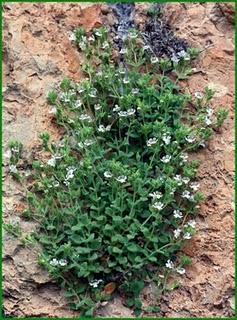 Chaenorhinum villosum subsp granatense (Willk.) Valdés Chaenorhinum villosum subsp granatense (Willk.) Valdés