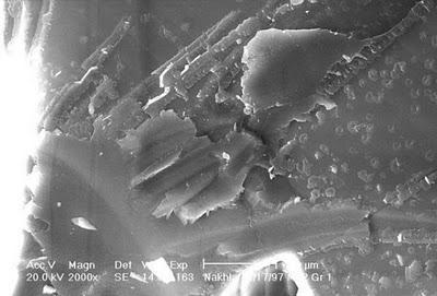 Nuevo estudio refuerza el origen biológico de los Nuevo estudio refuerza el origen biológico de los