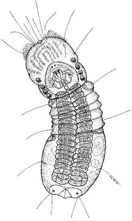 Animales microscópicos: Micrognathozoa