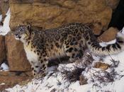 Leopardo nieves