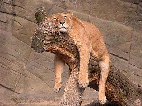 León dormido en un árbol