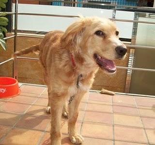 Dulcinea, una cachorra que no sabe lo que es un hogar (Murcia)