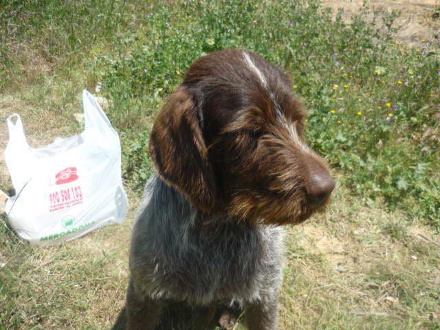 Drathar, sólo es un cachorro que busca amor. esta en la CALLE