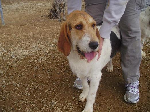 3 cachorros de beagle, sólo dos semanas de margen....