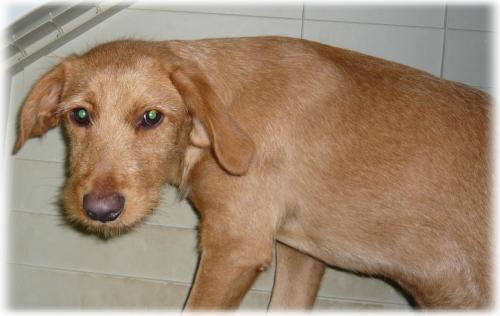 Lucho, cachorro al que sus compañeros quieren matar (Murcia)