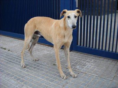 Porny, galguito viejito cojo, herido y abandonado (Badajoz)