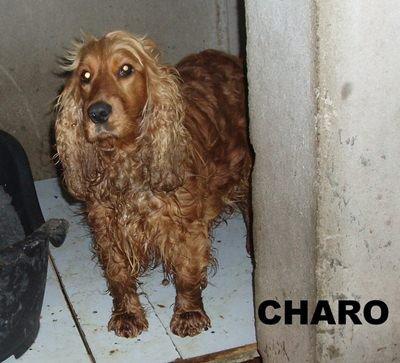 Charo, cocker en peligro de ser robada (Ciudad Real)