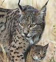 Programa de voluntariado ambiental para la conservación del lince en Doñana y Sierra Morena