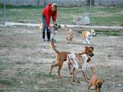 lección perro protectora