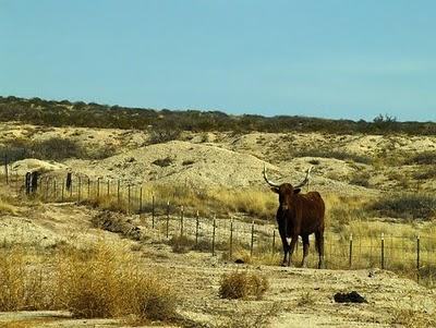 CAMPOS Y TOROS