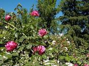 Rosaleda Ramón Ortiz, Concurso mejor rosal 2010