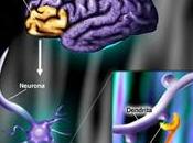 cerebro ciega