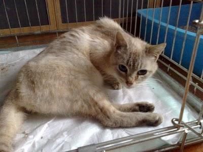 Martina, una gatita paralizada por un perdigón, necesita ayuda