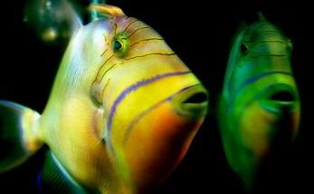Los peces temen el espejo