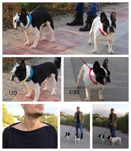 FRENCH BULLDOG CASUAL STYLE