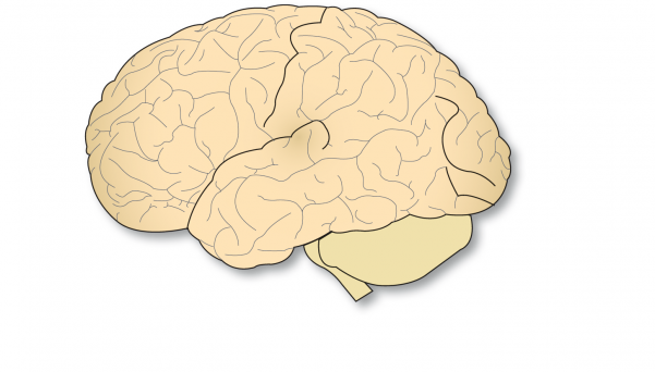 corteza-cerebral-cerebro