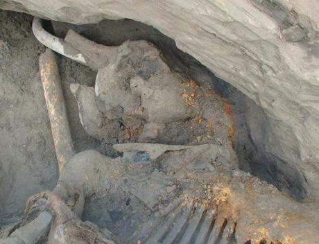 Niño de 11 años descubre los restos de un mamut lanudo mejor conservados