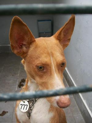 PODENCOS DE MAIRENA TENEMOS ACOGIDAS PARA ELLOS A PARTIR DE MEDIADOS DE NOVIEMBRE PERO NECESITAMOS MADRINAS‏.