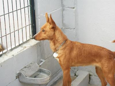 PODENCOS DE MAIRENA TENEMOS ACOGIDAS PARA ELLOS A PARTIR DE MEDIADOS DE NOVIEMBRE PERO NECESITAMOS MADRINAS‏.