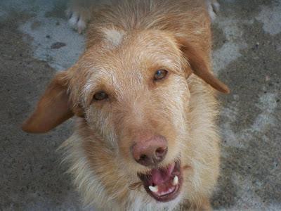 PODENCOS DE MAIRENA TENEMOS ACOGIDAS PARA ELLOS A PARTIR DE MEDIADOS DE NOVIEMBRE PERO NECESITAMOS MADRINAS‏.