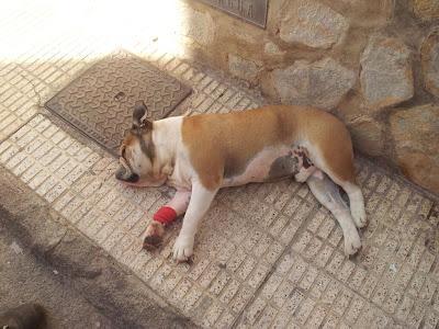 Bulldog que han tirado por la ventana. Muy Urgente!!
