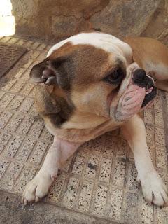 Bulldog que han tirado por la ventana. Muy Urgente!!