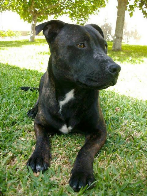 SOS!! STAFFORDSHIRE ROBADO EN CHICLANA