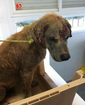 RONNY, un caso escalofriante, ¡¡¡AYUDA!! (Córdoba)