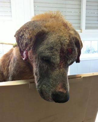 RONNY, un caso escalofriante, ¡¡¡AYUDA!! (Córdoba)