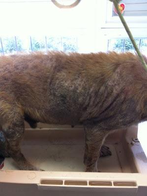 RONNY, un caso escalofriante, ¡¡¡AYUDA!! (Córdoba)