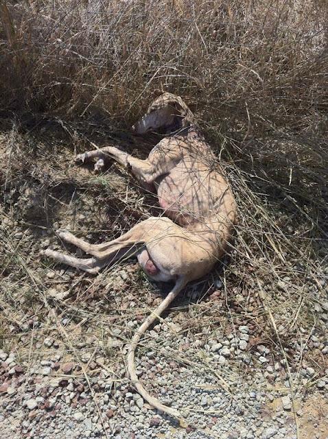 Galguito recogido en la carretera en estado lamentable.