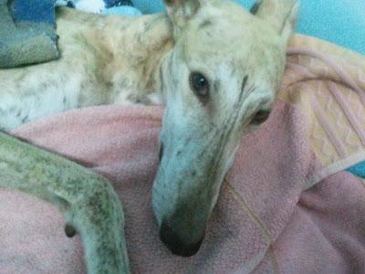 Galguito recogido en la carretera en estado lamentable.