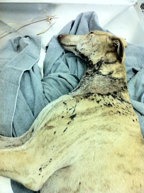 Galguito recogido en la carretera en estado lamentable.