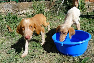 CASO URGENTE DE 2 CACHORROS, cruce de cocker de ojos verde claro . NADIE QUIERE AYUDAR A ESTA PERSONA QUE LOS HA RECOGIDO.(ARAGÓN)