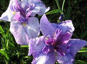 Iris japoneses mejores iris barbudos