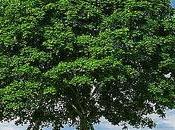 Érase vez... árbol caído