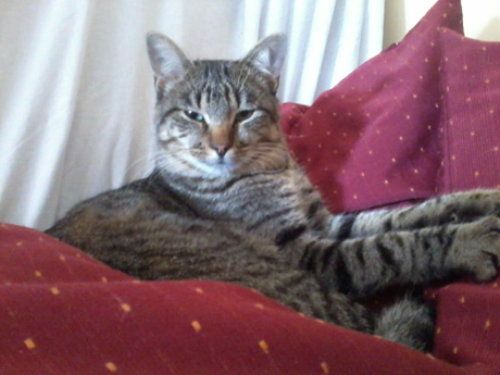 Simple, Free Image and File Hosting at MediaFire