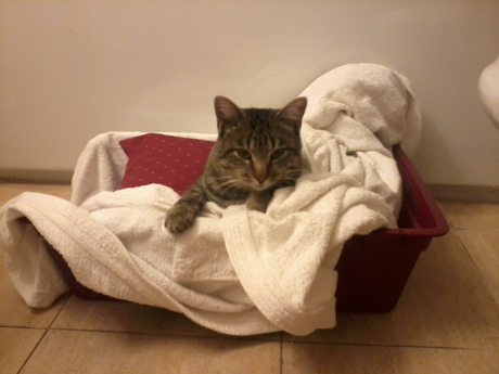 Simple, Free Image and File Hosting at MediaFire