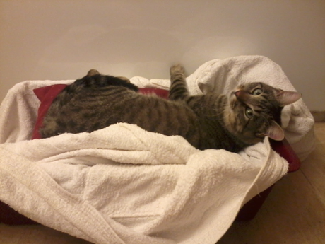 Simple, Free Image and File Hosting at MediaFire